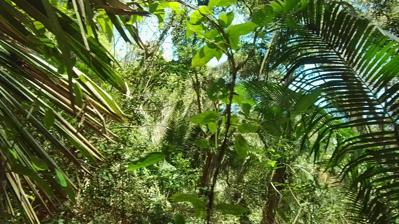 Dense palm fronds and leafy forest fill the first frame of a San Pancho, Nayarit trail clip, with no visible people in this moment.