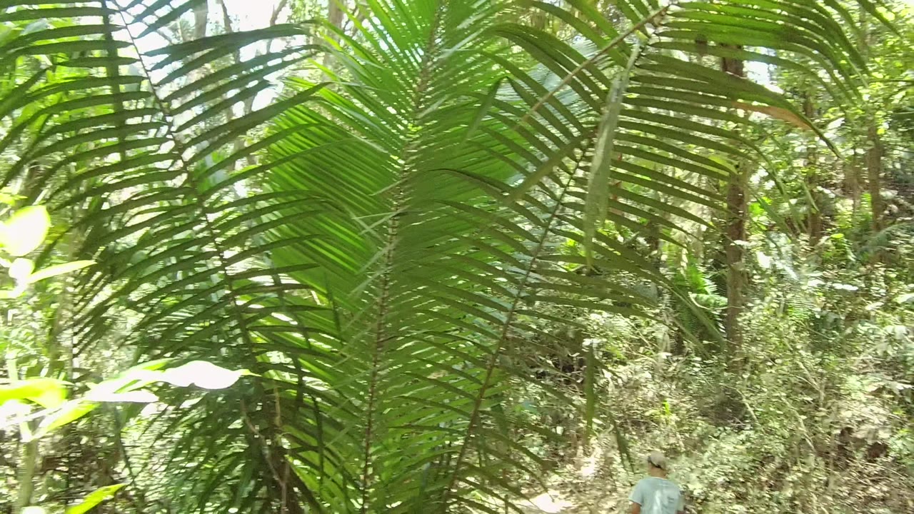 Large palm leaves frame a sunlit forest path with a partial person low in frame.