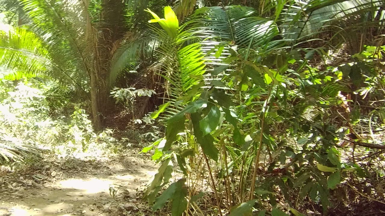 Start of a narrow dirt path through dense green foliage in San Pancho, Nayarit, with bright sun on leaves and no visible people.