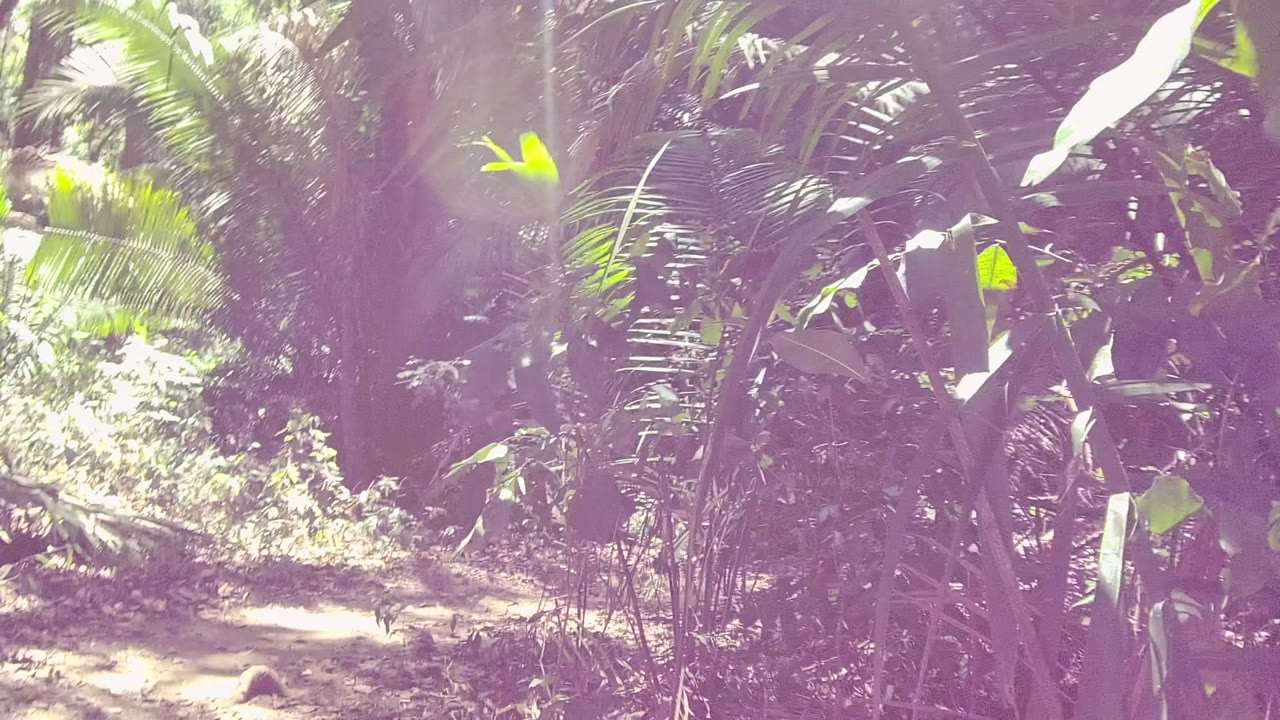 A forward view along the San Pancho forest trail shows dense leaves on both sides, a pale dirt track, and purple lens flare across the bright canopy, with no visible people.