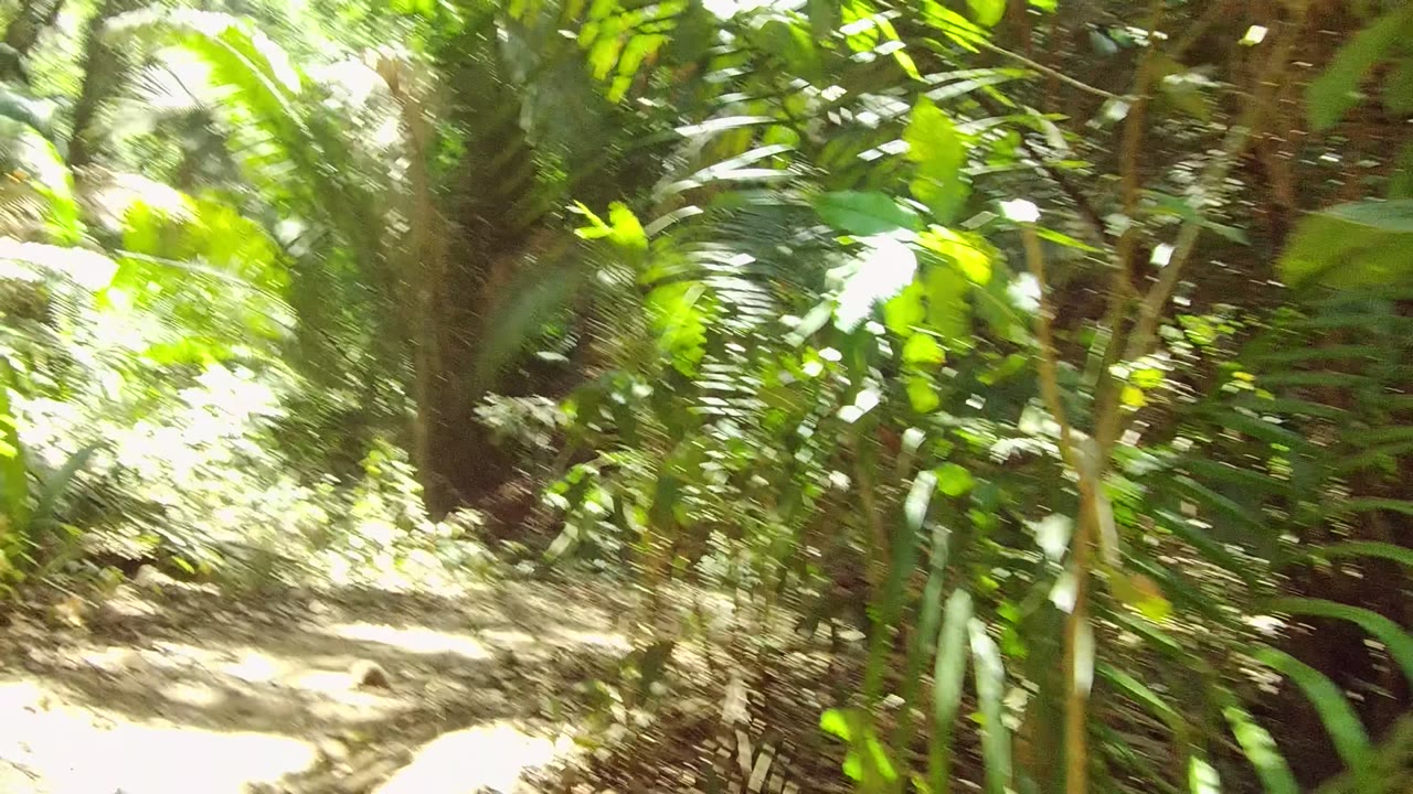 The San Pancho jungle path curves through dense tropical vegetation, with bright sun patches on the trail and leafy growth closing in from both sides, with no visible people.
