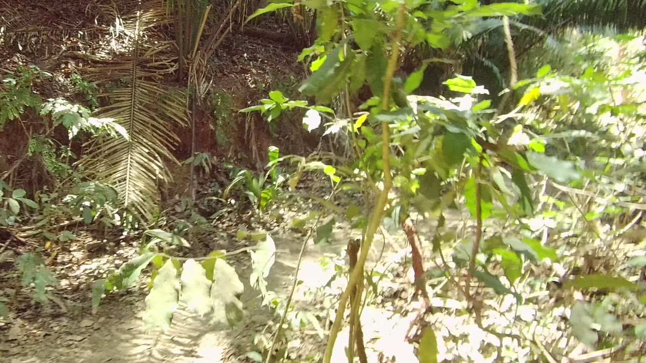 A narrow dirt path runs through dense green foliage in San Pancho, Nayarit, Mexico, with sun patches on the ground and no visible people.