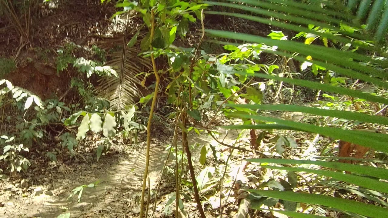 Leafy forest trail with bright sunlit ground