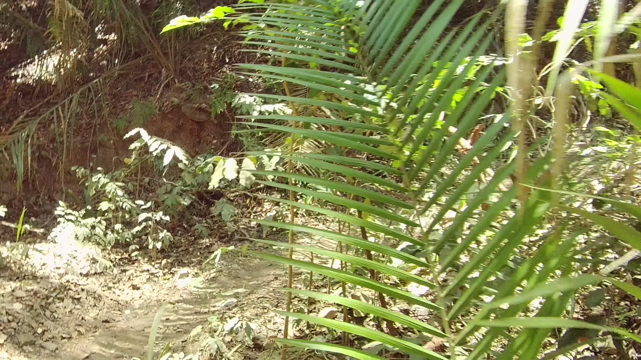 Long palm fronds cross the upper frame over a shaded dirt path in San Pancho, with layered green plants and no visible people.