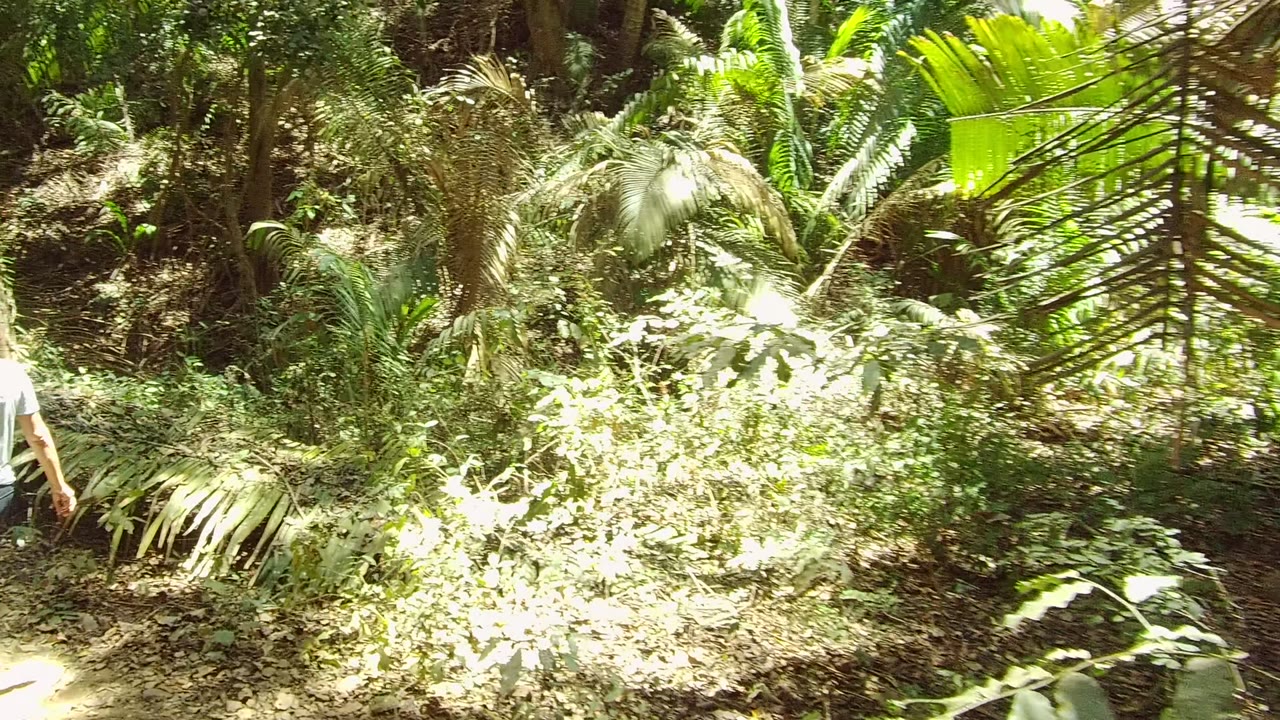 A narrow dirt trail in San Pancho, Nayarit runs through dense green foliage, with part of a person visible at the far left edge.