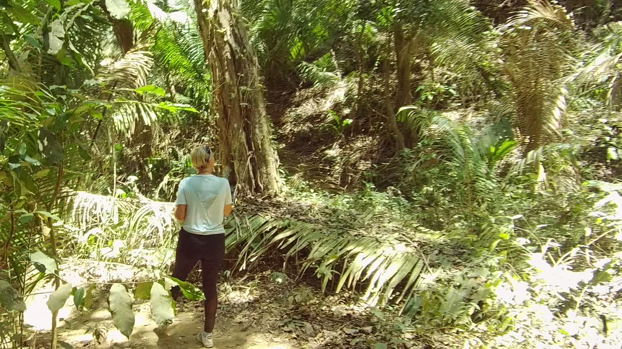Person walking away on a narrow forest path.