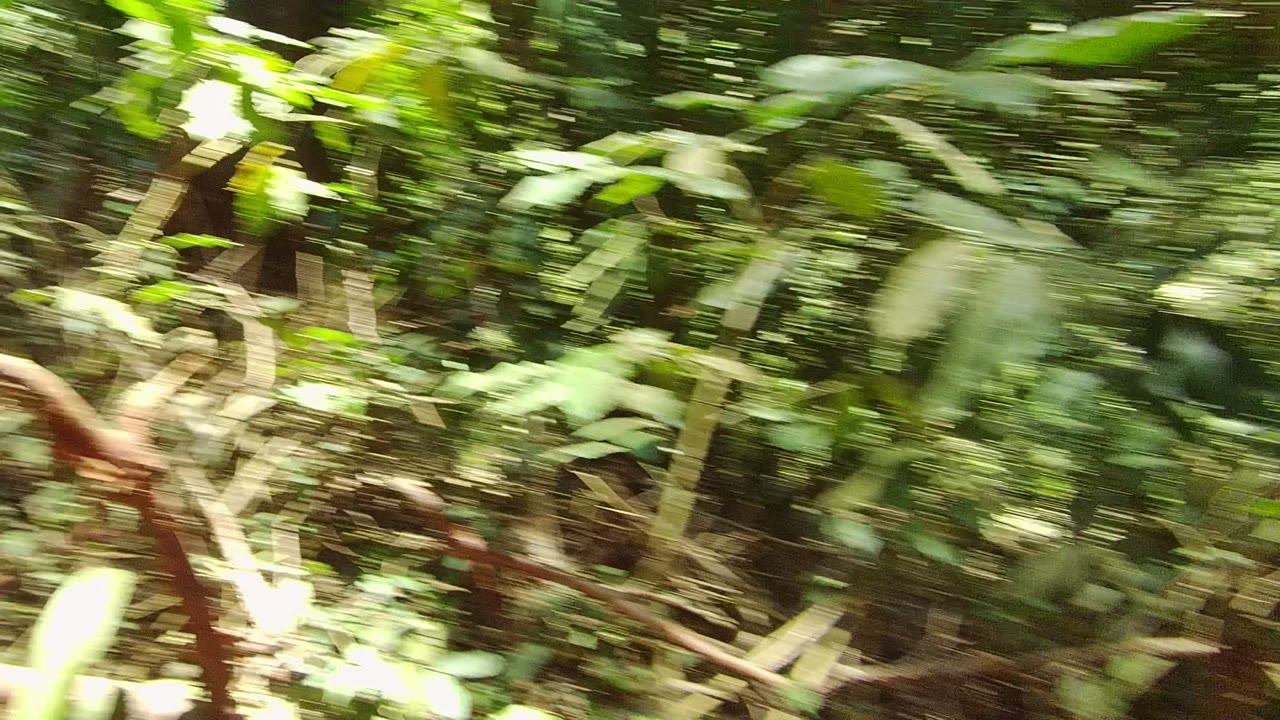 Blurred foreground leaves and branches fill the San Pancho, Nayarit forest frame, with dense vegetation and bright sunlight behind them and no visible people.