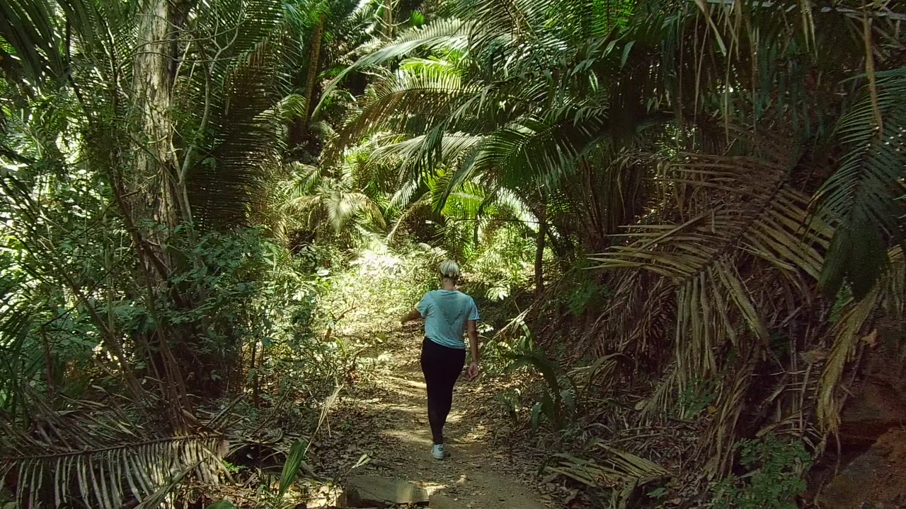 Walker farther down a shaded path through dense palms.