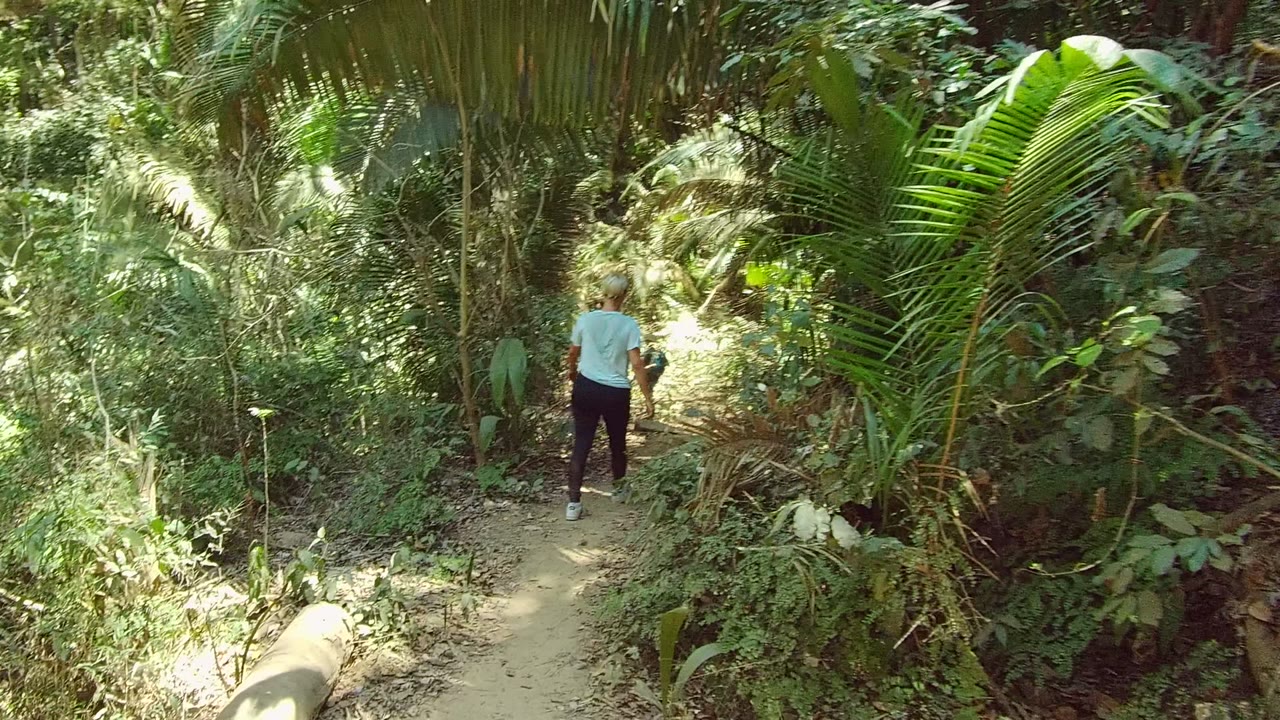 Walker farther along a dirt path under palm leaves and forest shade.