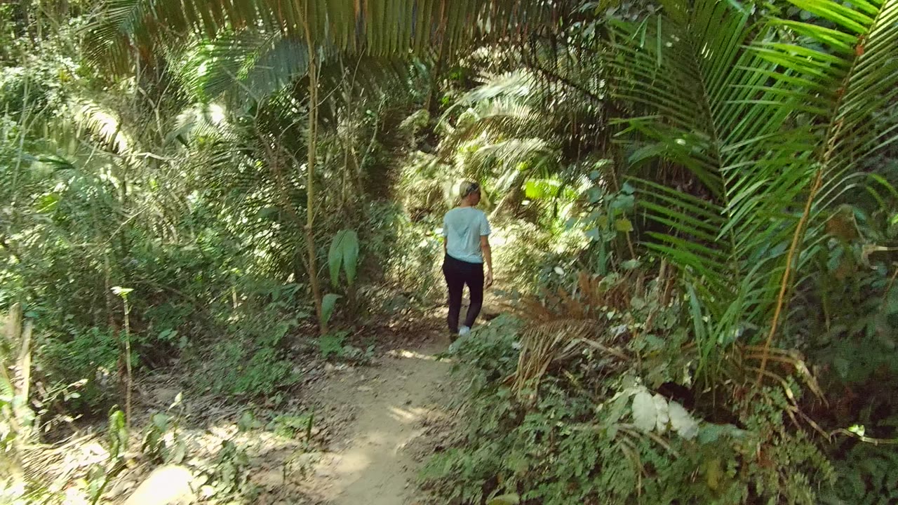 A rear view of the person on the San Pancho dirt trail shows the path narrowing between large palm fronds, leafy plants, and darker vegetation ahead.