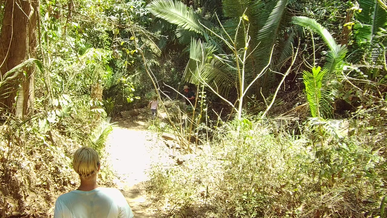 Back of a person centered on a sunlit forest trail