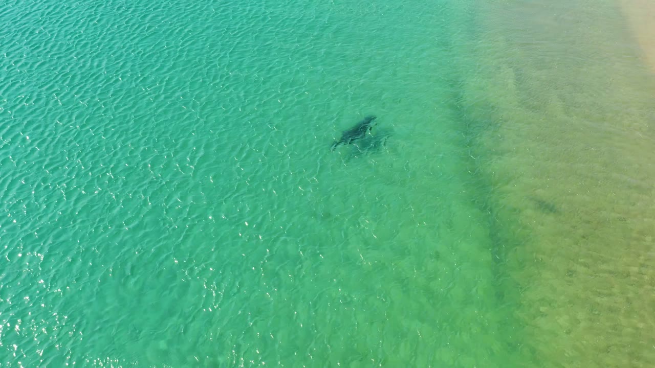 A dolphin appears below the surface of clear turquoise water over a pale seabed at Los Frailes, Los Cabos, with no visible people.