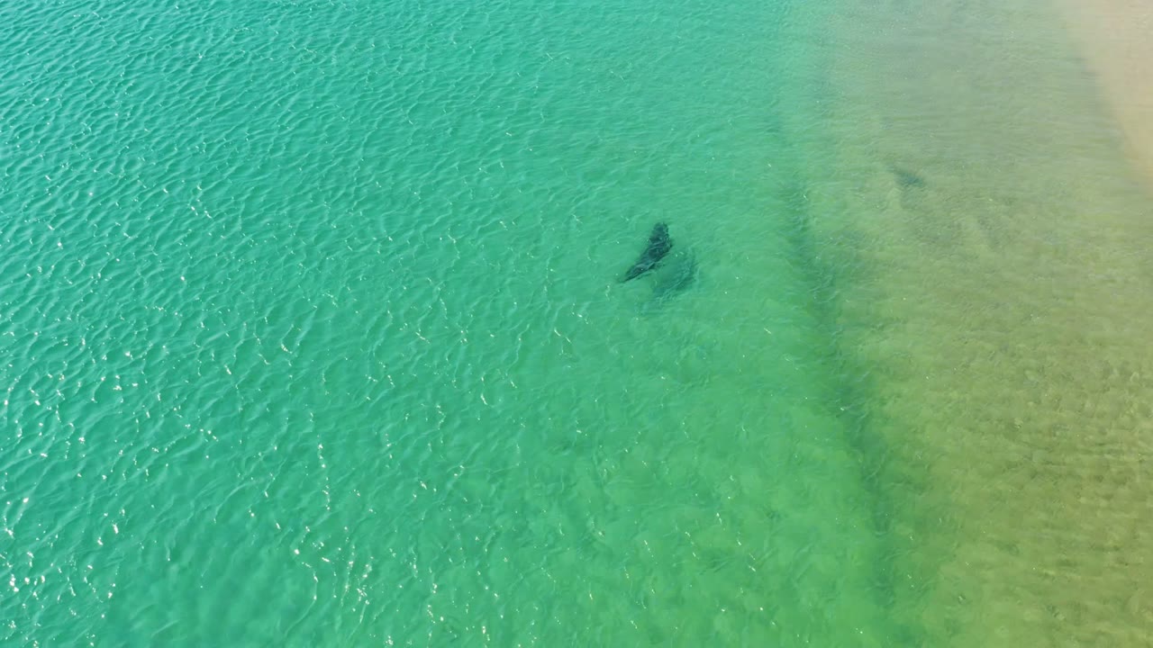 Dolphin swimming under rippled blue green water.