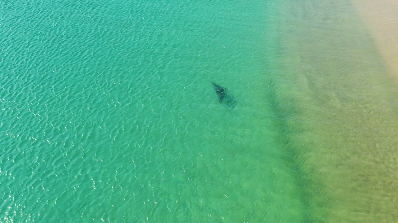 A dark dolphin shape sits below the surface in turquoise Los Frailes water, with pale sand flats visible to the right and no visible people.