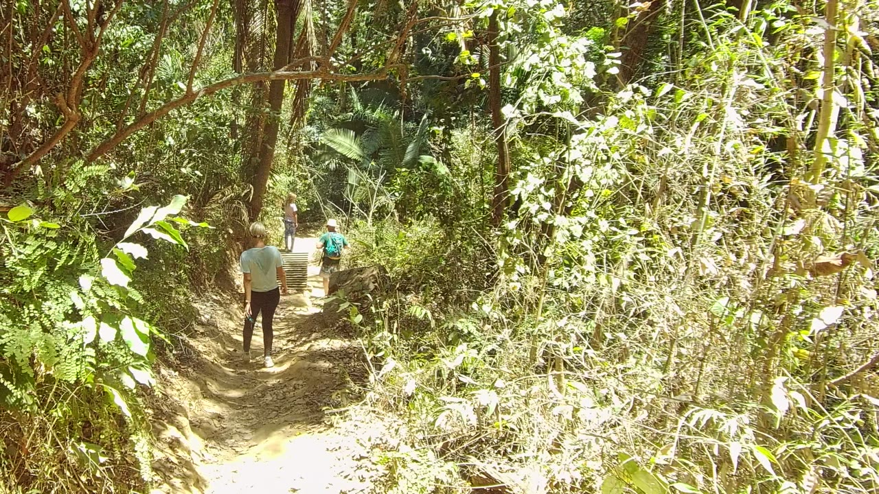 Hikers farther down a forest trail under bright branches