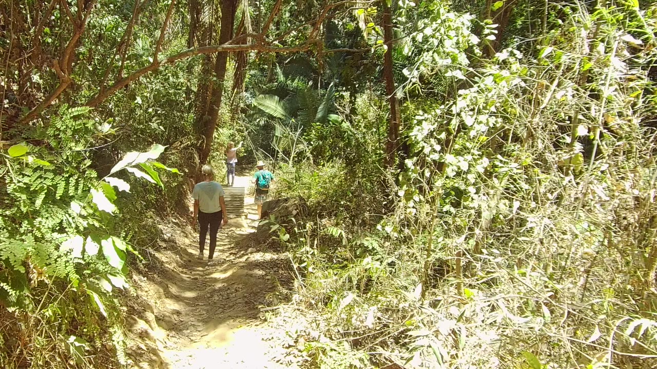 A small group of hikers moves away through the San Pancho forest, with tangled greenery close to the camera and the dirt path curving ahead.