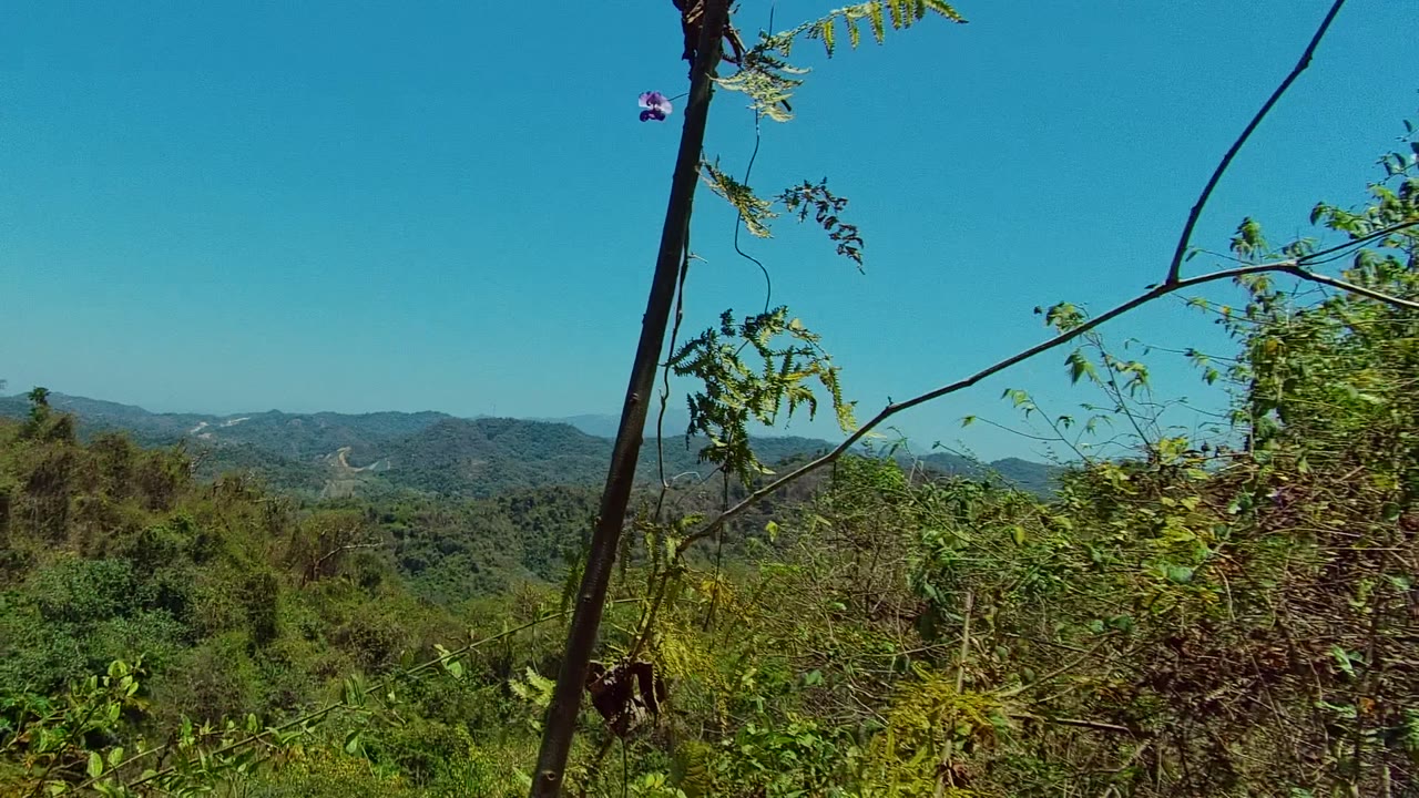 Distant green hills seen past tall branches and foreground brush.