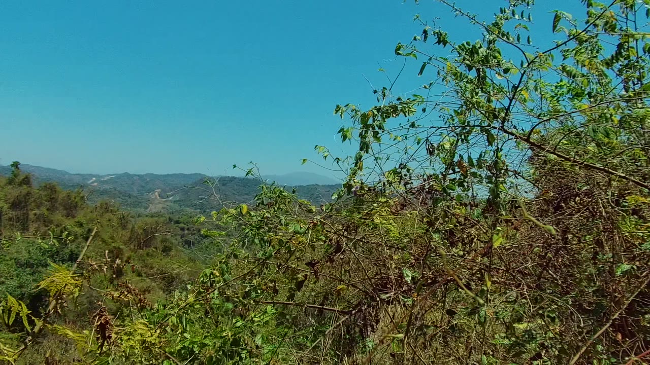 Layered green hills near San Pancho, Nayarit, seen through tangled leafy vegetation and dry branches, with no visible people.