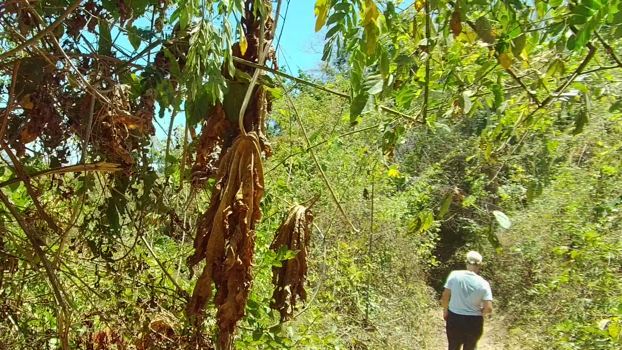 A hiker walks away on a narrow dirt path in San Pancho, Nayarit, with dry brown leaves hanging close to the camera and dense green vegetation around the trail.