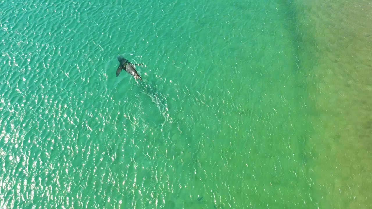 A dolphin swims near the upper left of an overhead frame in clear turquoise water at Los Frailes, Los Cabos, with bright surface ripples and no visible people.