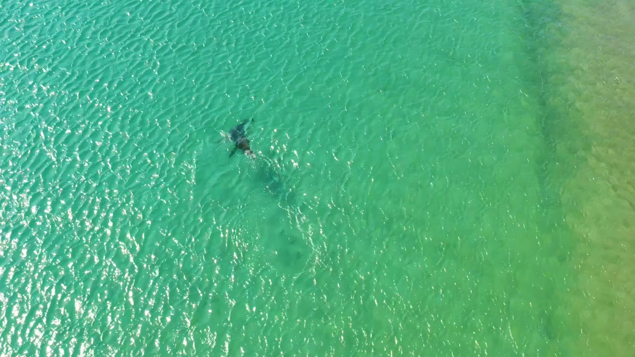 Dolphin centered high in rippled turquoise ocean water.