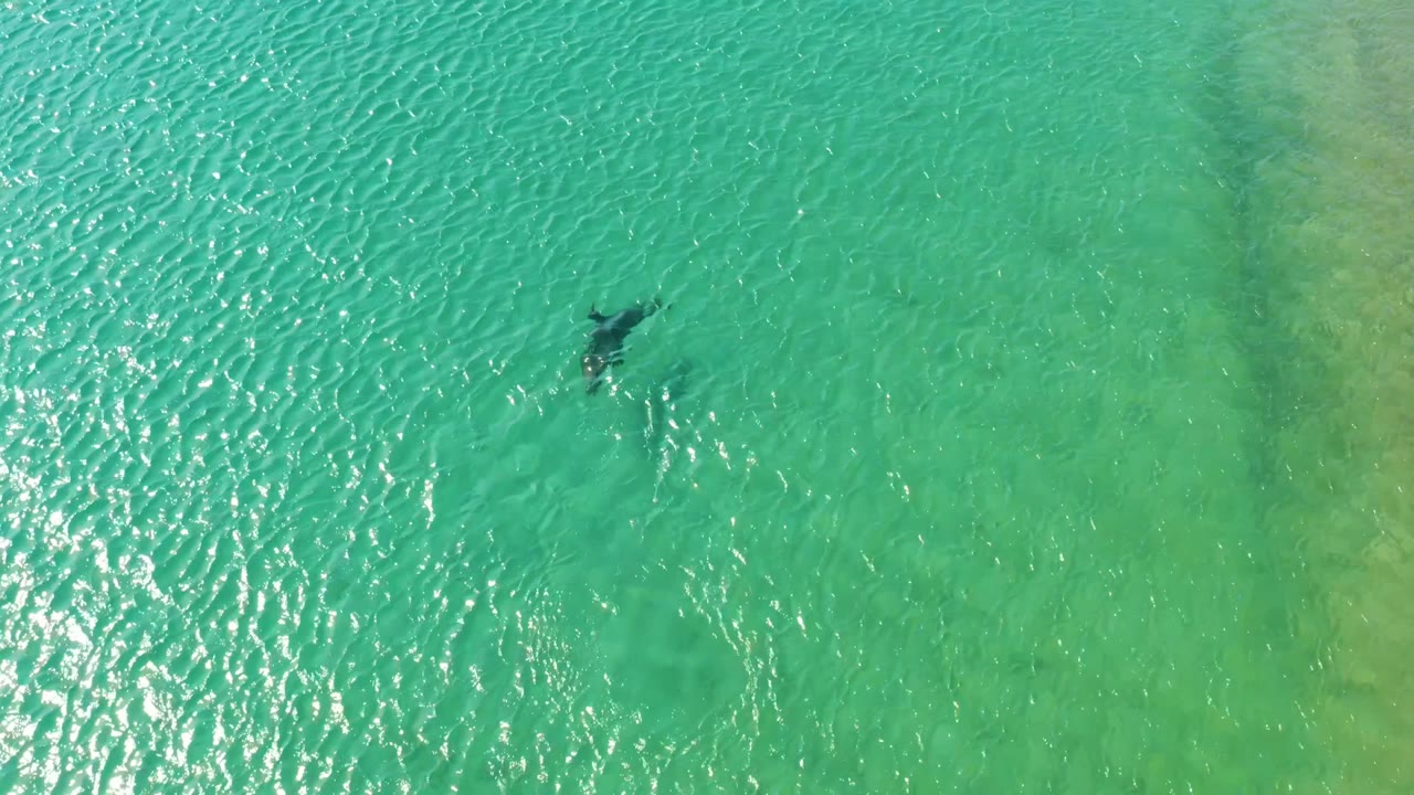 A small dark dolphin shape sits in the upper half of the aerial frame at Los Frailes, with turquoise water shifting toward pale green patches and no visible people.