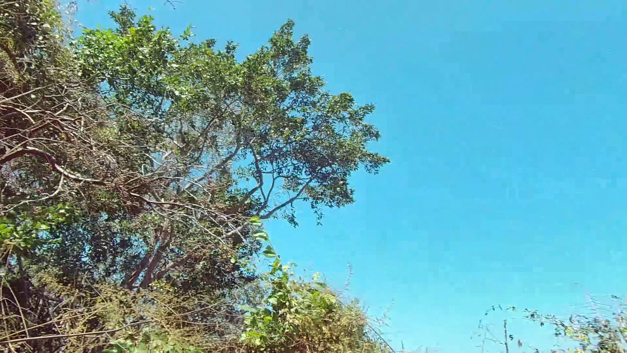 Foreground trees and scrubby green vegetation fill the San Pancho, Nayarit frame under a clear blue sky, with no visible people.