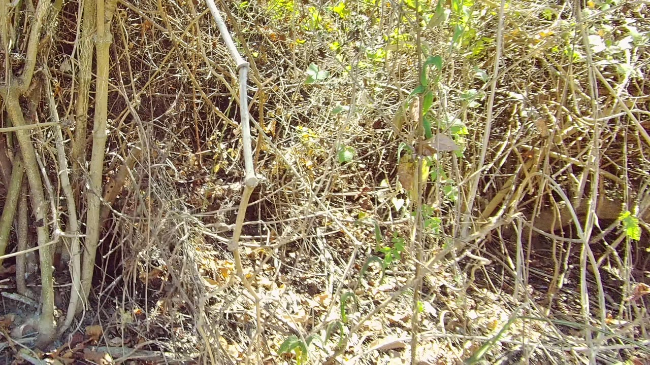 Dense dry underbrush in San Pancho, Nayarit, Mexico, with tangled tan stems, brown leaf litter, sparse green leaves, and no visible people.