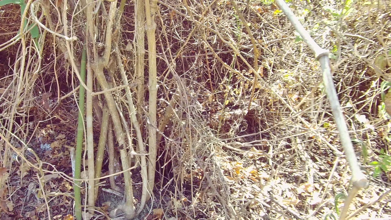 Close underbrush with vertical stems and a darker pocket behind them