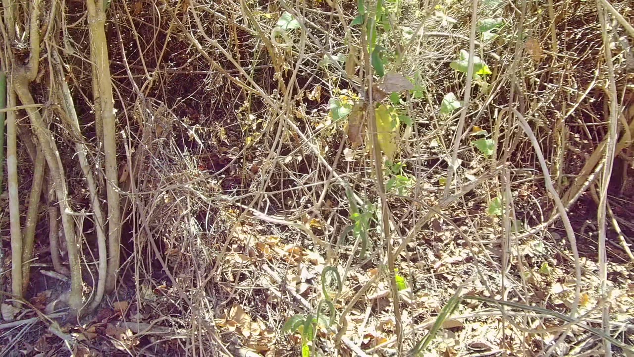 Sunlit tangled vegetation in San Pancho fills the frame with pale crossing branches, dry leaf litter, scattered green growth, and no visible people.