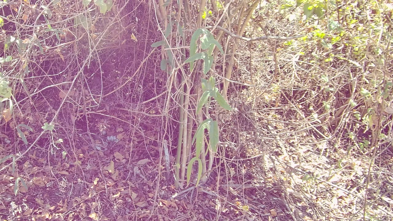 Ground-level dry underbrush in San Pancho, Nayarit, Mexico, with tangled branches, leaf litter, green leaves, sun patches, and no visible people.