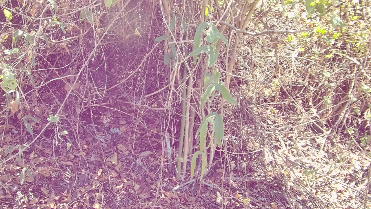 Dense brush with vertical stems and bright sunlit leaves