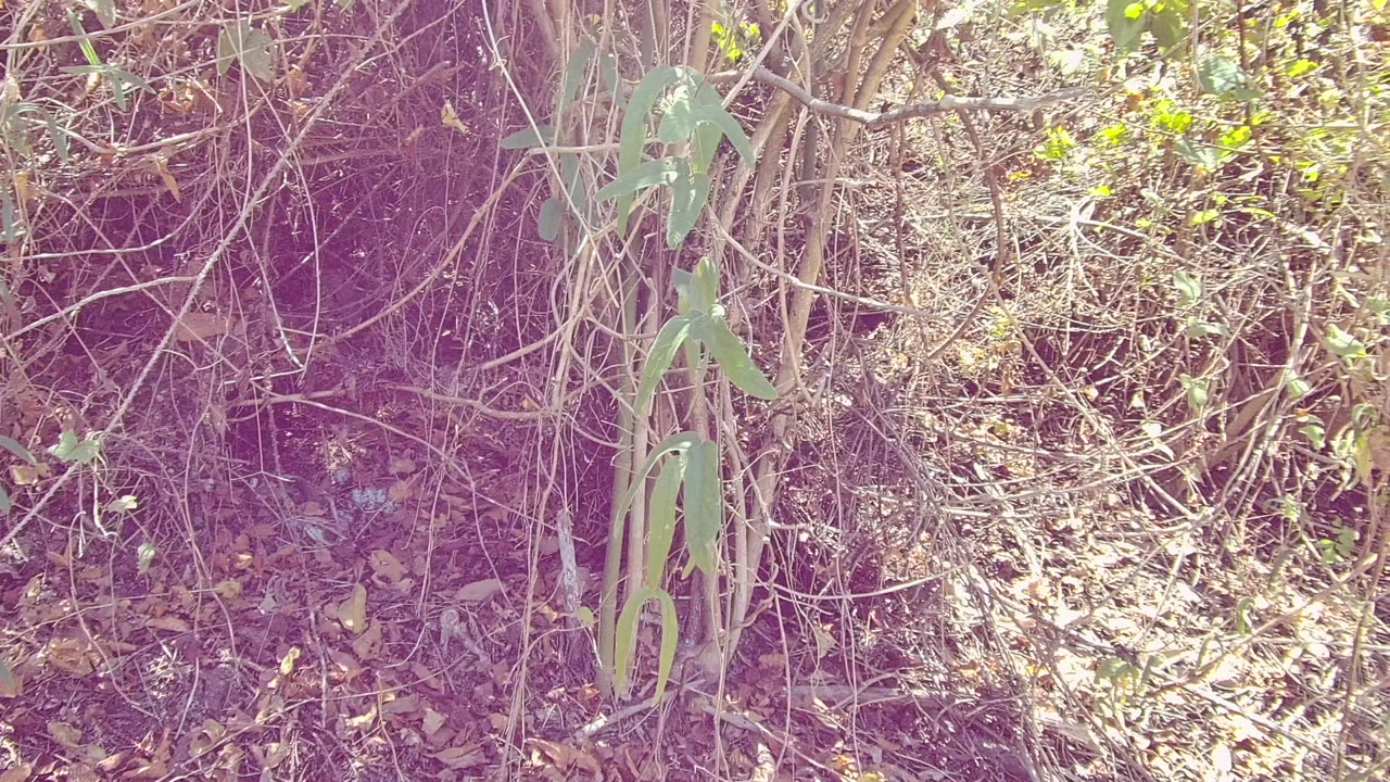 Dry scrub vegetation in San Pancho, Nayarit, Mexico, showing matted branches, brown leaf litter, small green leaves, and no visible people.