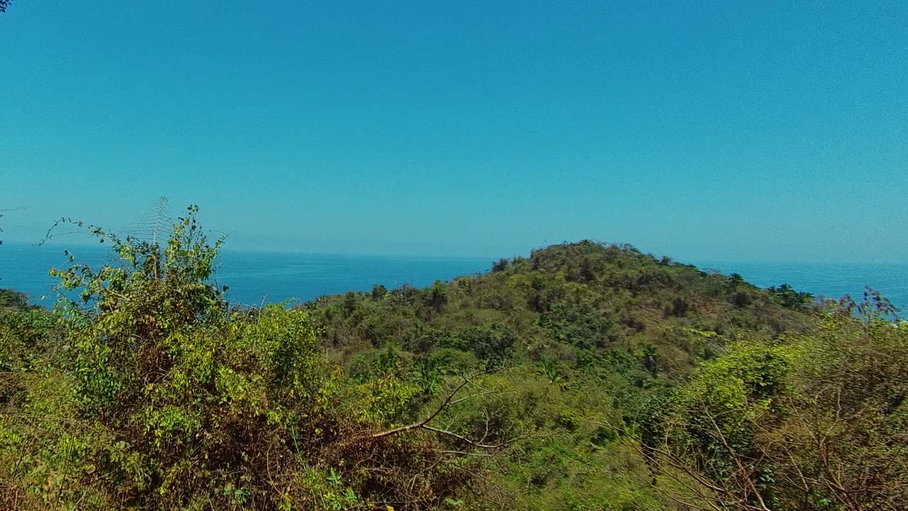 Green hillside and ocean seen above foreground brush