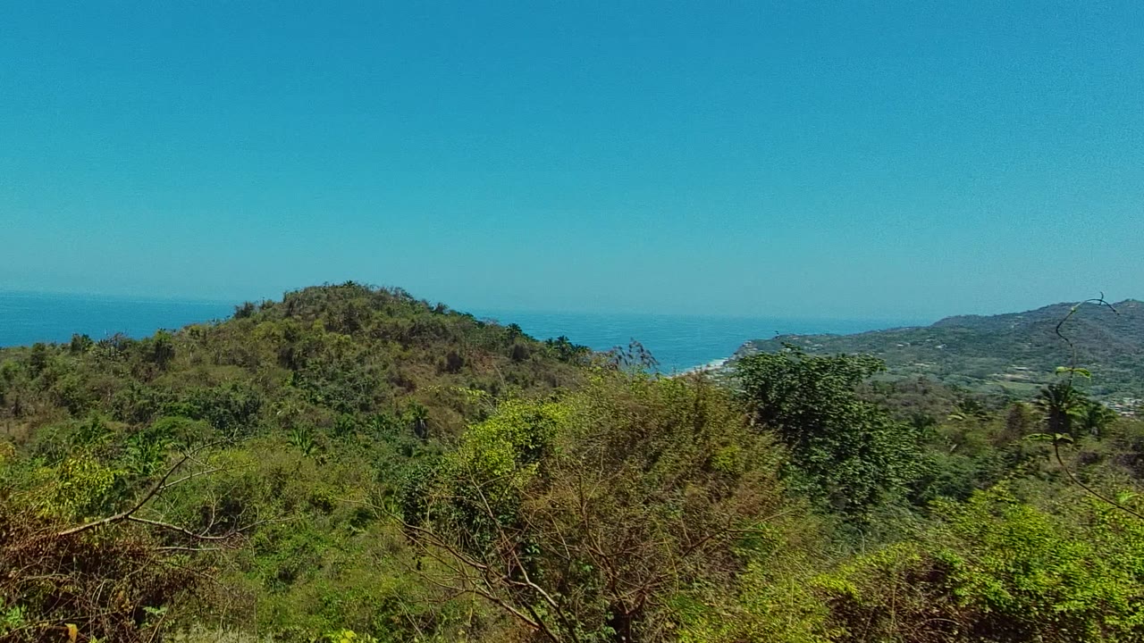 Green hillside and coastal ocean seen past foreground vegetation.