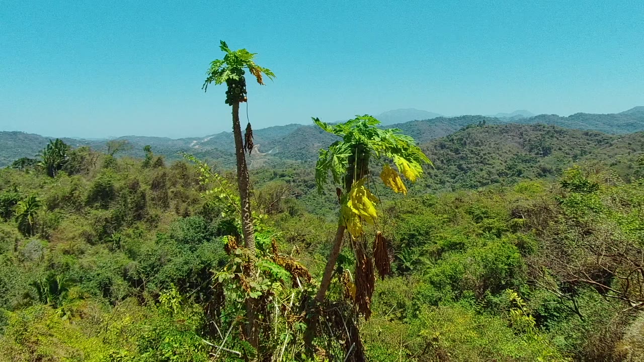 Opening frame in San Pancho, Nayarit showing tall papaya trees in the foreground, layered green hills beyond, clear blue sky, and no visible people.