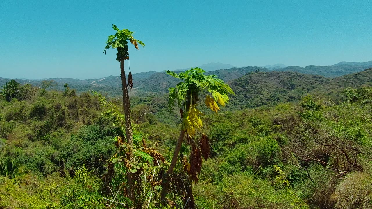 Tall papaya trunk and leafy vegetation with mountain ridges in the distance.