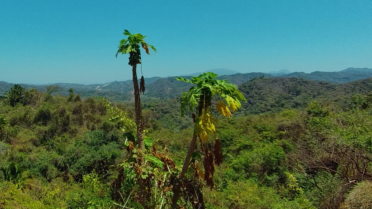 Mid-clip frame in San Pancho, Nayarit showing papaya trees clustered in the foreground, textured green brush, rolling hills across the background, and no visible people.