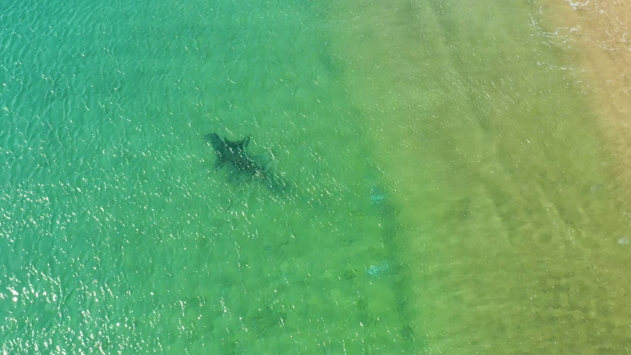 Overhead view in Los Frailes, Los Cabos, of a dolphin appearing as a dark shape beneath clear turquoise and green shallow water, with no visible people.