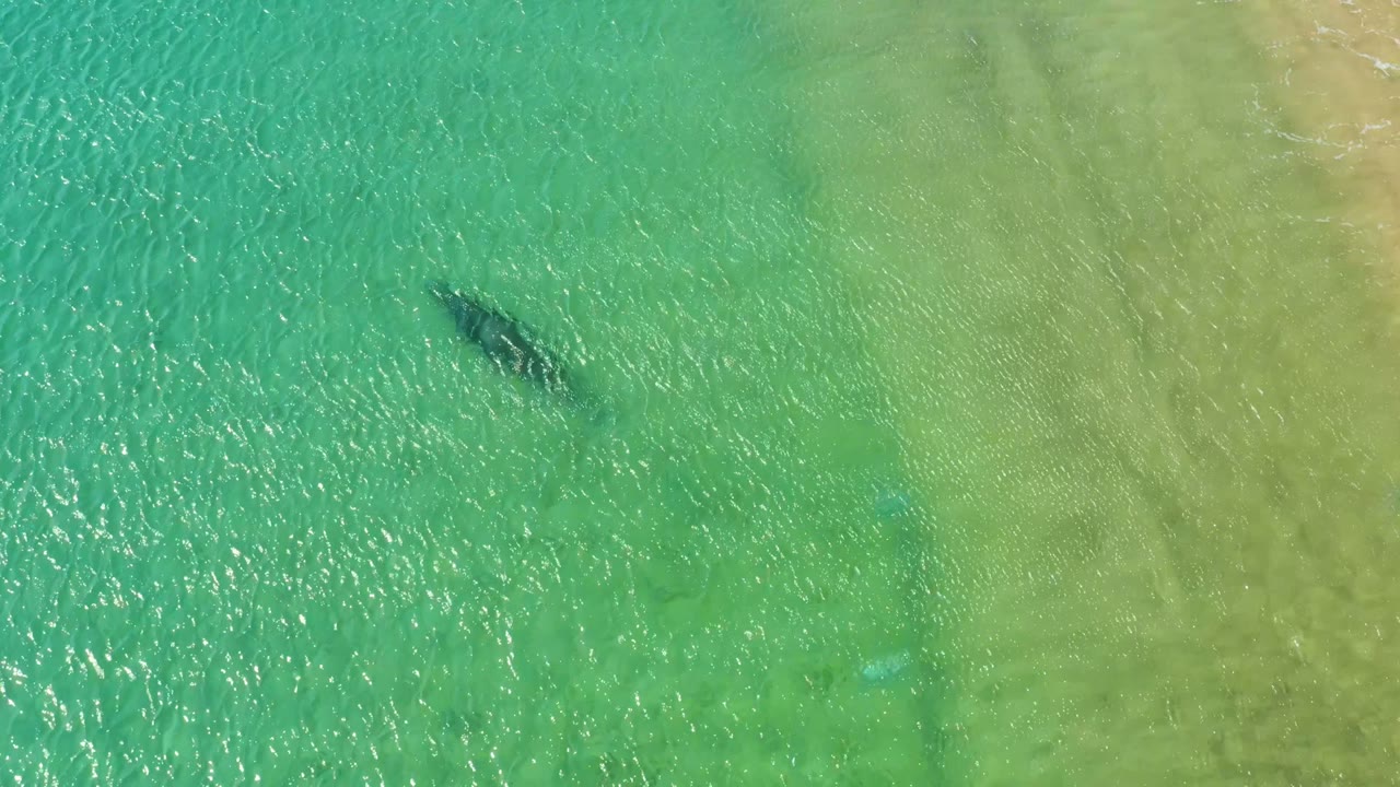 Dolphin swimming beneath rippled green ocean water.