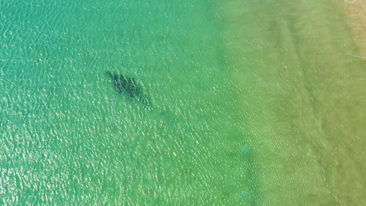 A dark dolphin shape crosses the upper part of the aerial frame in Los Frailes, Los Cabos, above a pale sandy bottom seen through clear water, with no visible people.