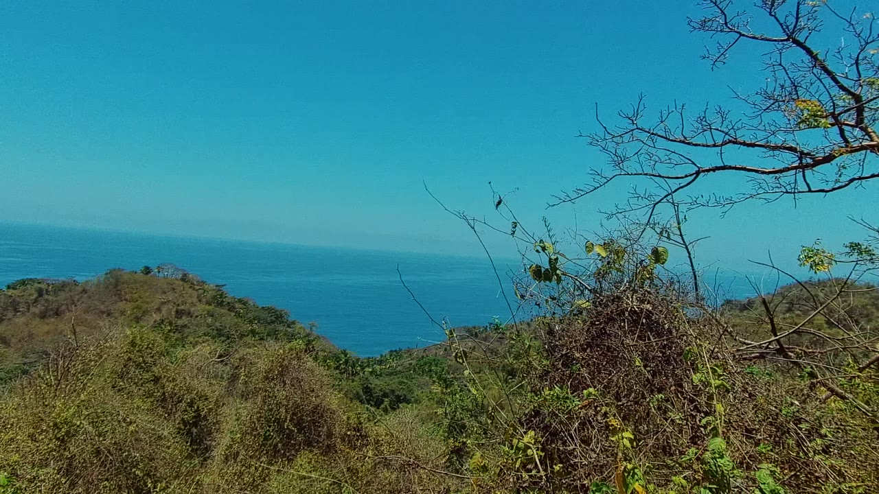 Brushy hilltop with ocean beyond and bare branches overhead.