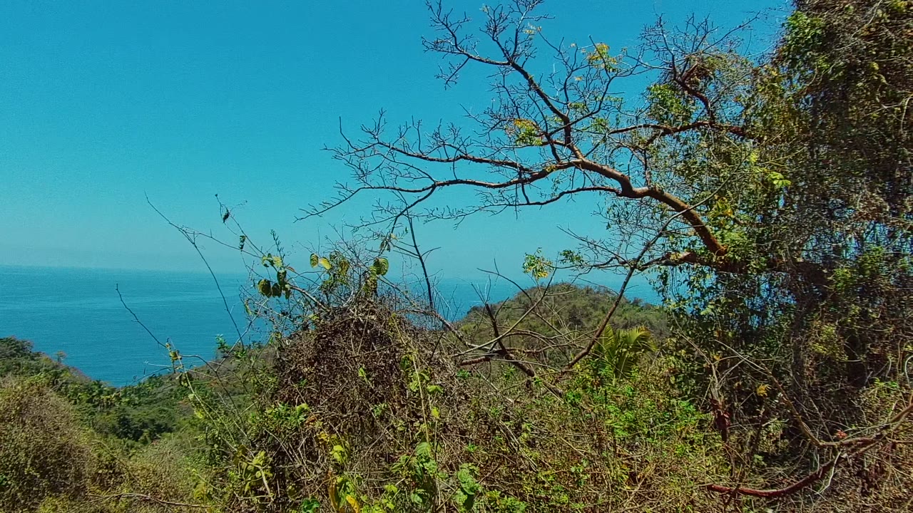 San Pancho, Nayarit hillside brush and tangled branches frame the blue ocean and distant horizon, with no visible people in the landscape.