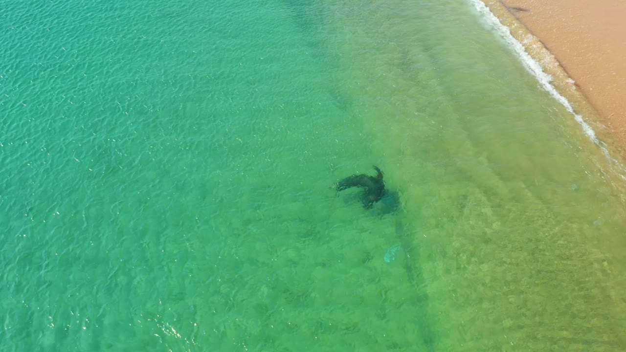 At Los Frailes Los Cabos, a dark whale shape appears in shallow turquoise-green water near the sand line, with small surf at the beach and no visible people.