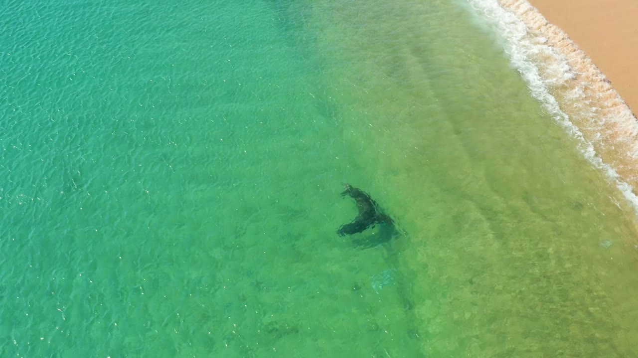 Whale swimming under clear green coastal water