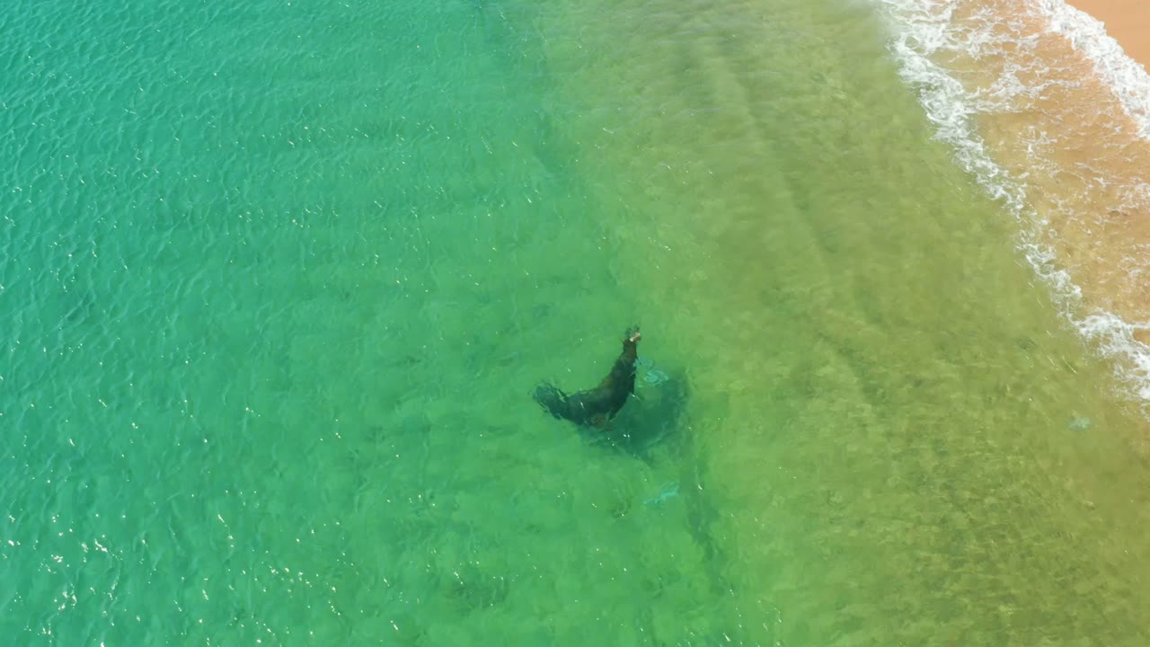 At Los Frailes Los Cabos, the whale sits just below the foamy wave line in green shallows, with a sandy beach strip at the top edge and no visible people.