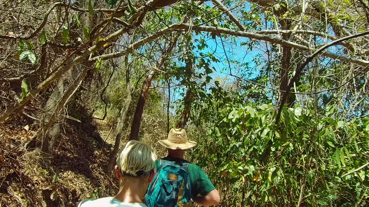 Hikers moving forward beneath dense green foliage