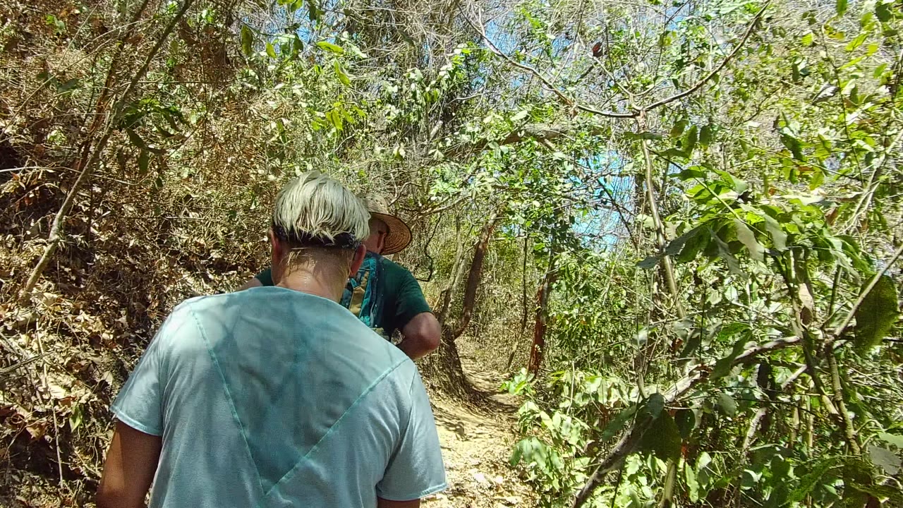 Hikers continue along a narrow dirt path through dense trees.