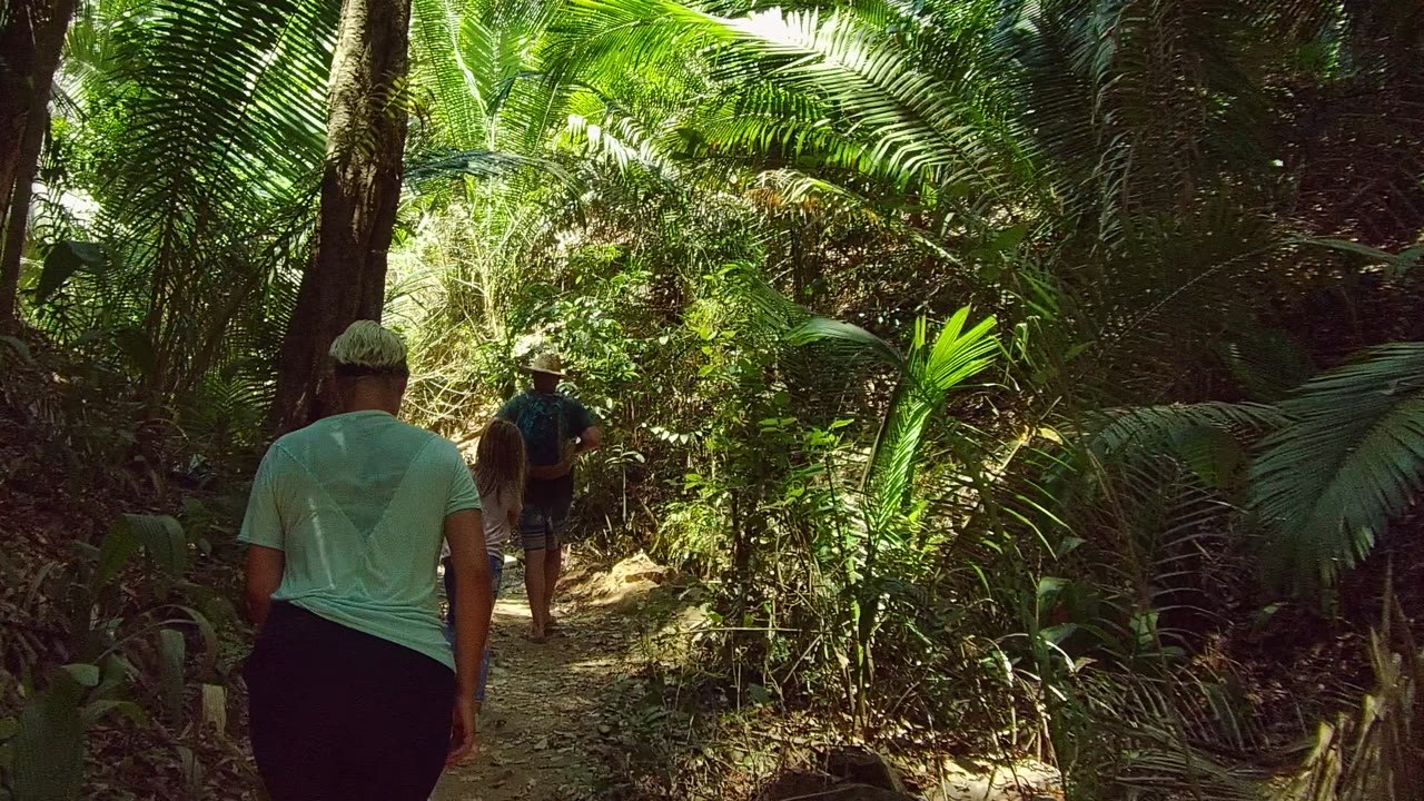 Hikers walk away from the camera on a narrow forest path in San Pancho, Nayarit, Mexico, with palm fronds and tall trunks filling the frame.