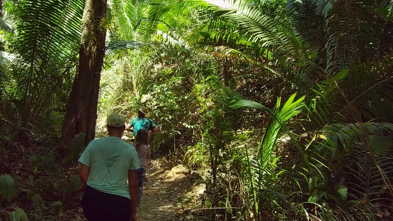 Small group continues along a bright forest trail.